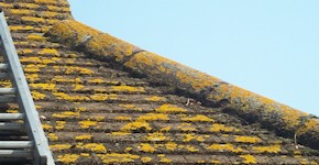 Crawley roof before cleaning and moss removal